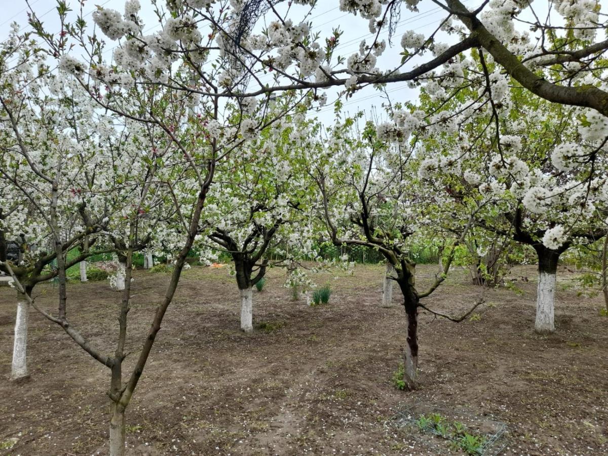 Pensiunea Anda Tulcea Exterior foto